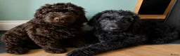Newfypoo dogs for sale: 8 Beautiful F1 Newfypoo Puppies  - Advert 1