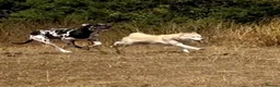 Siberian Husky dogs for sale: Farley - Advert 4