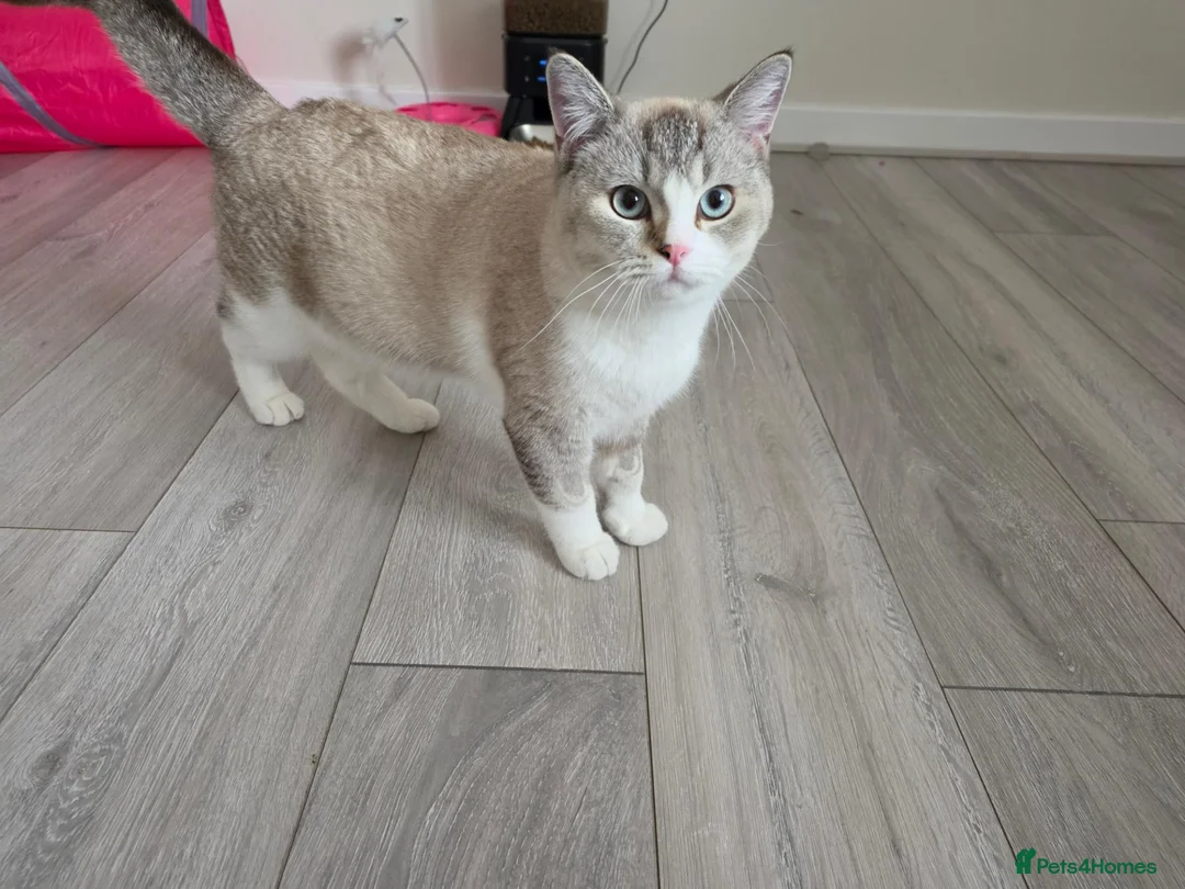 British Shorthair cats for sale: Lovely 7months old British Shorthair - Advert 2