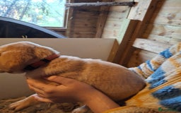 Labrador Retriever dogs for sale: Red 5th generation pedigree labrador  - Image 22