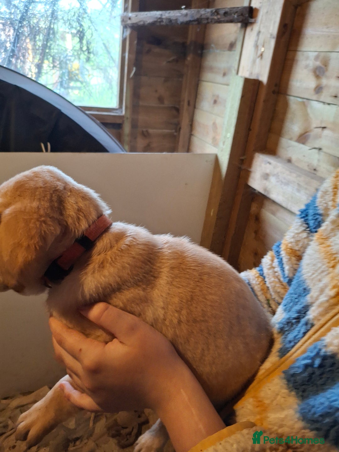 Labrador Retriever dogs for sale: Red 5th generation pedigree labrador  - Image 22