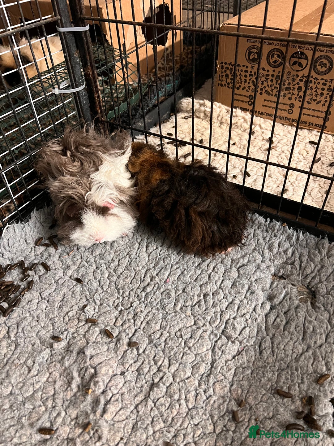 Guinea Pig rodents for sale: Two pairs of bonded Texel and Lunkarya boys - Advert 6
