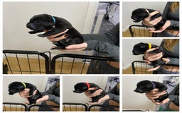 Labrador Retriever dogs for sale: Labrador puppies - Advert 6