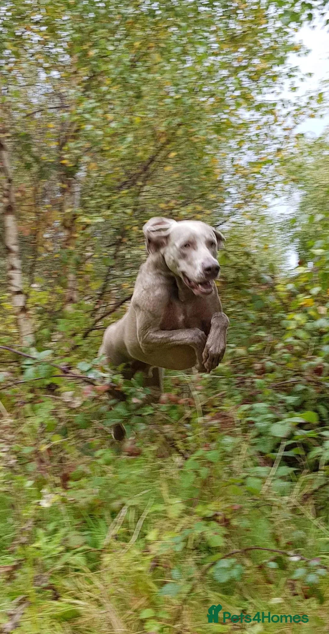 Weimaraner dogs for stud: AMERICAN BOY Gray Arrow - STUD in Edinburgh - Advert 10