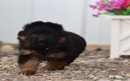 German Shepherd dogs for sale: Guardian German Shepherd Dogs!!! - Image 3