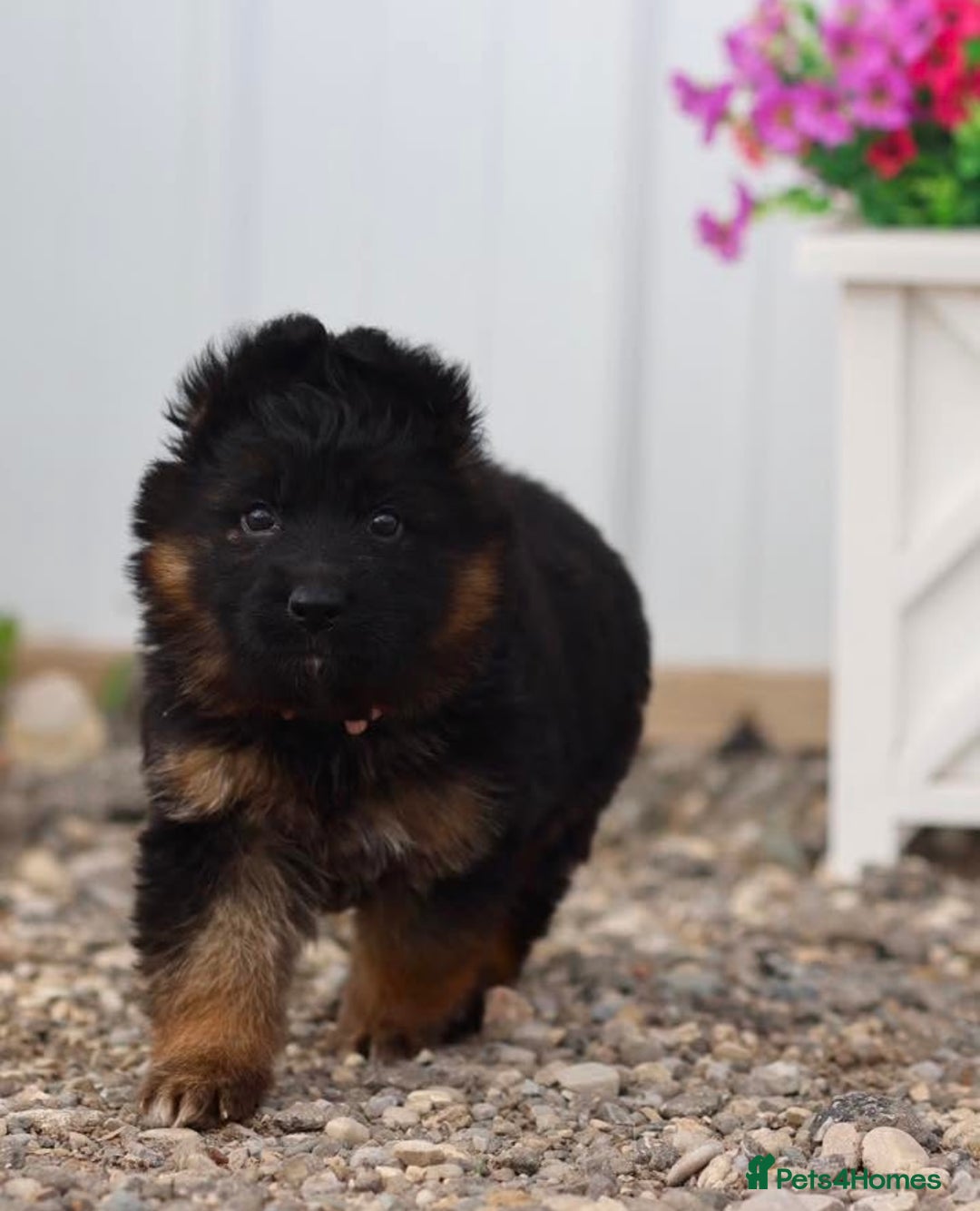German Shepherd dogs for sale: Guardian German Shepherd Dogs!!! - Image 3