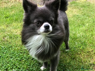 Chihuahua dogs in Birmingham - Advert 11