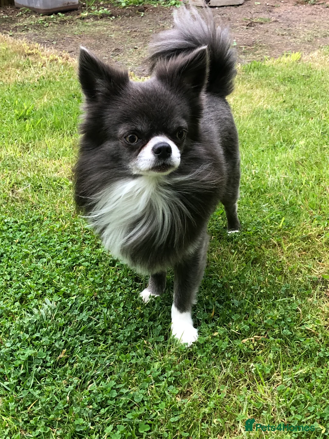 Chihuahua dogs for stud: Chihuahua  in Birmingham - Advert 2