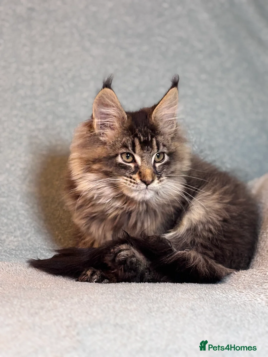 Maine Coon cats for sale: TICA registered Maine Coon Kitten  - Advert 10