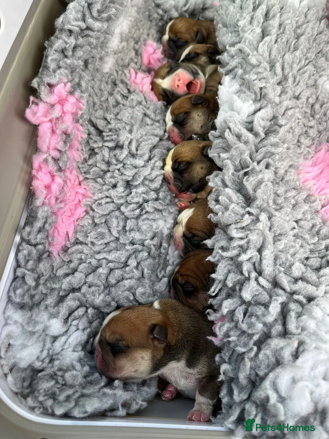 English Bulldog dogs for stud: Our Stunning English Bulldog Carter  - Advert 2