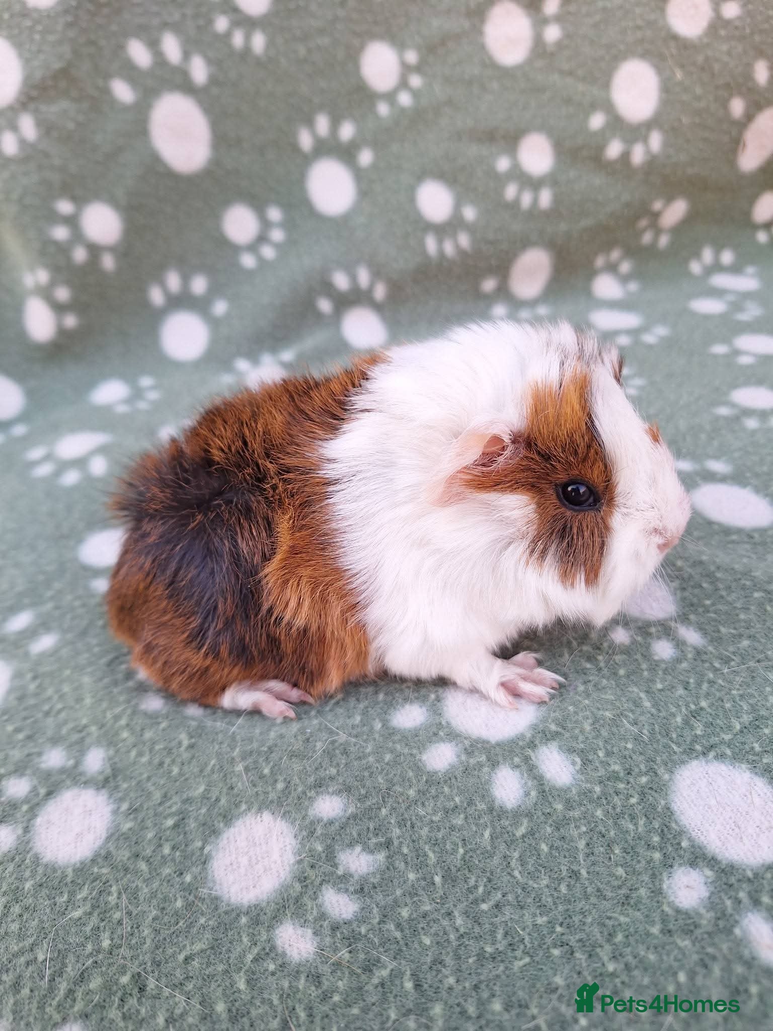 Guinea Pig rodents male guinea pig - reserved - Advert 16