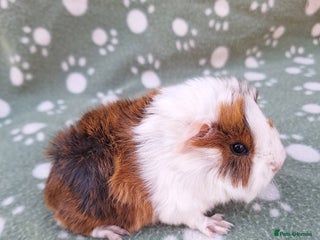 Guinea Pig rodents male guinea pig ready soon - Advert 10