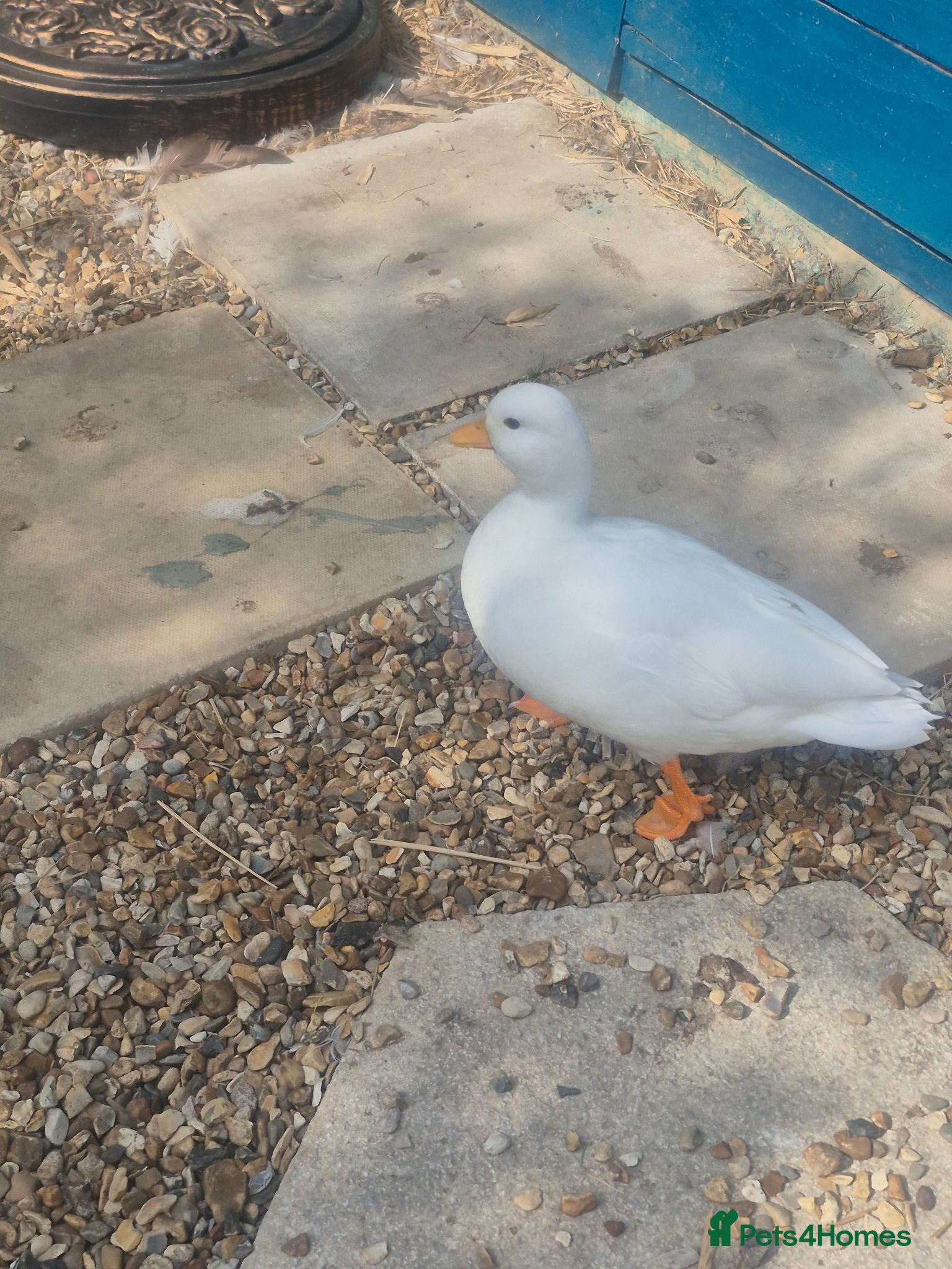 Ducks poultry Beautiful pure white call drake  - Advert 2
