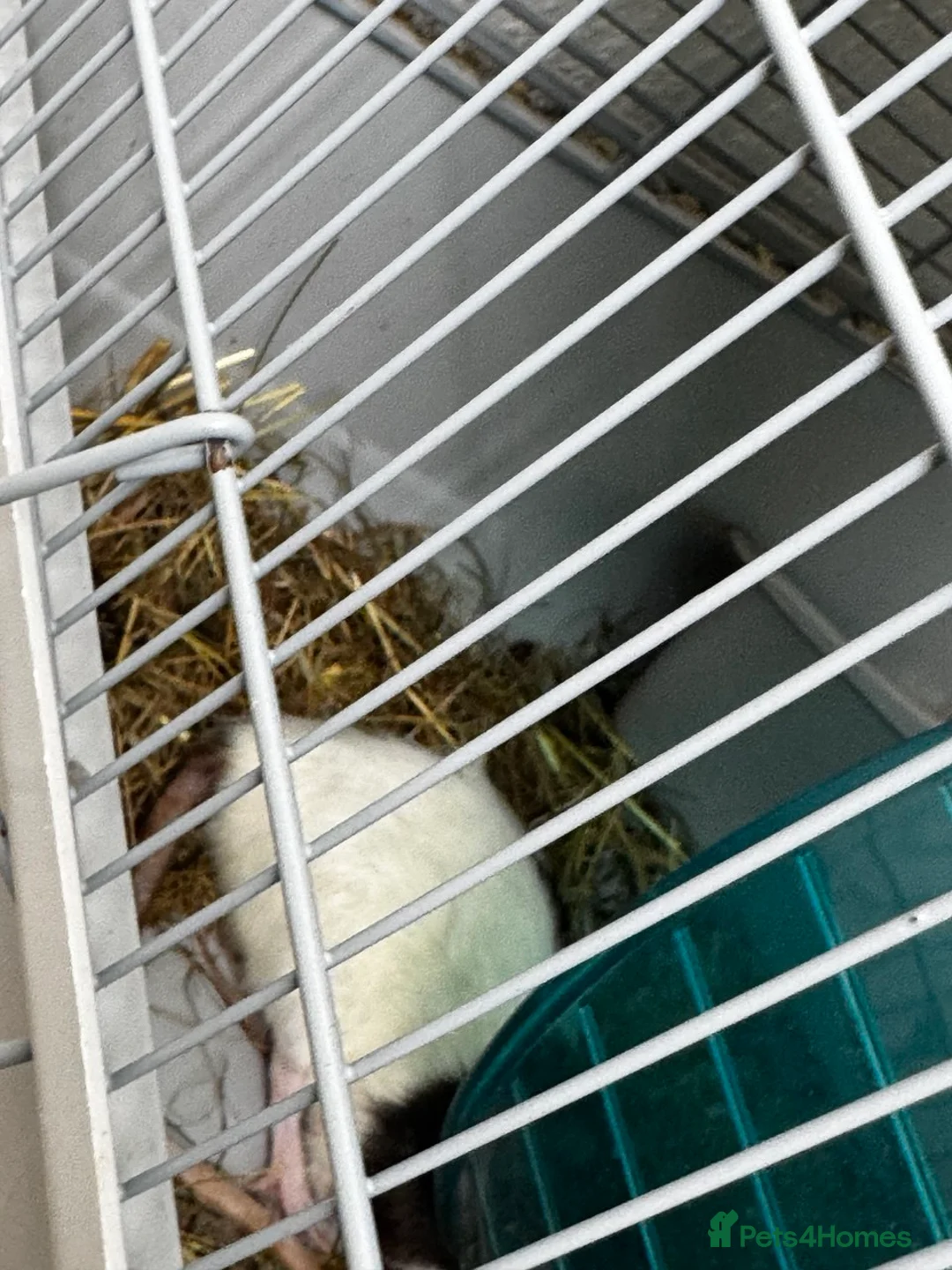 Rat rodents for sale: Two young pet rats – free to a good home in Coatbridge - Advert 2