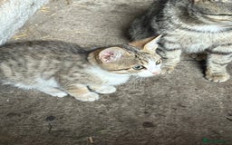 Mixed Breed cats for sale: Farm kittens  - Image 1