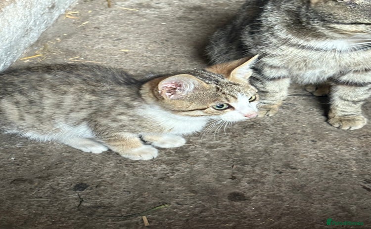 Mixed Breed cats - Advert 6