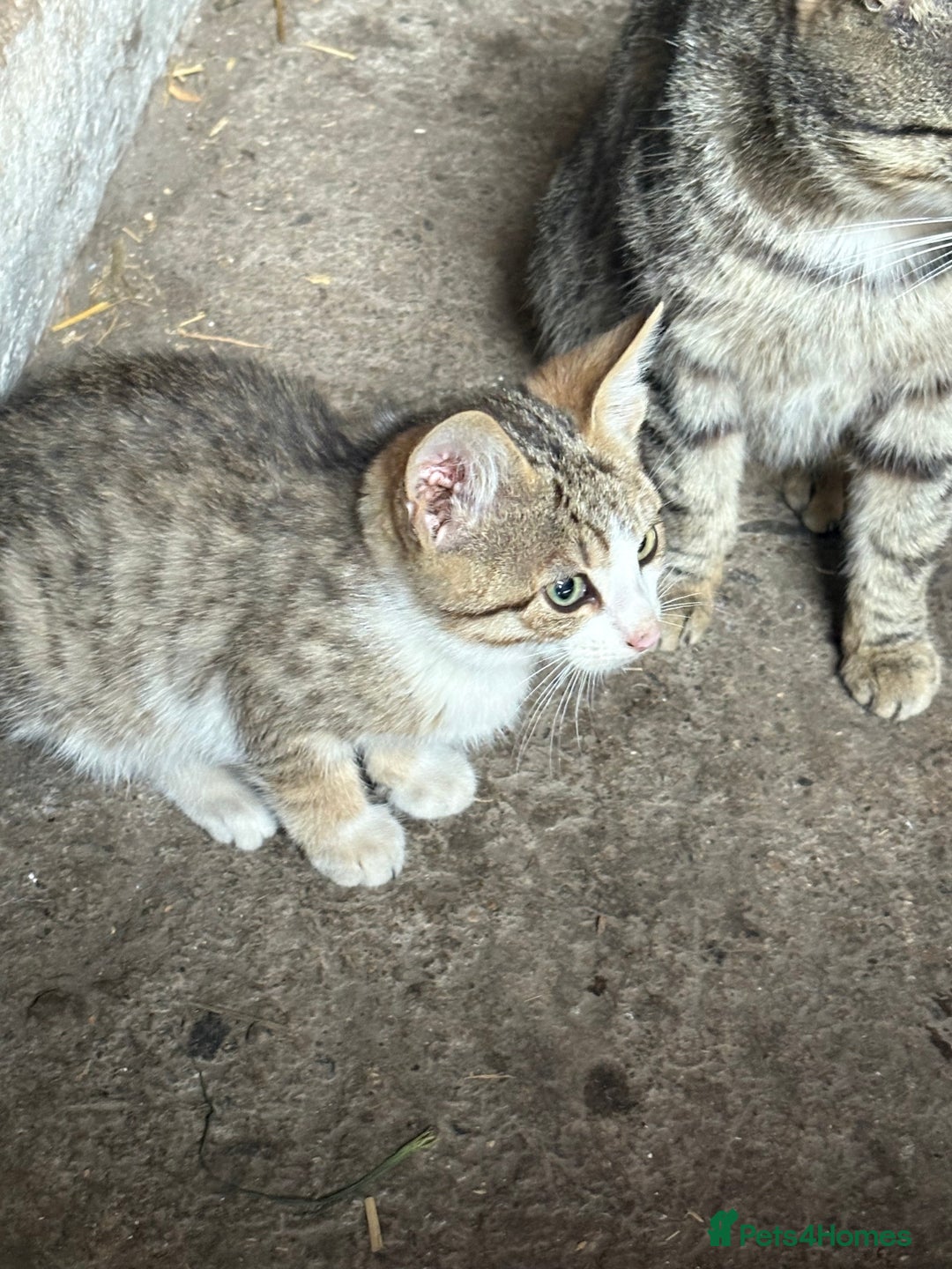 Mixed Breed cats for sale: Farm kittens  - Image 1