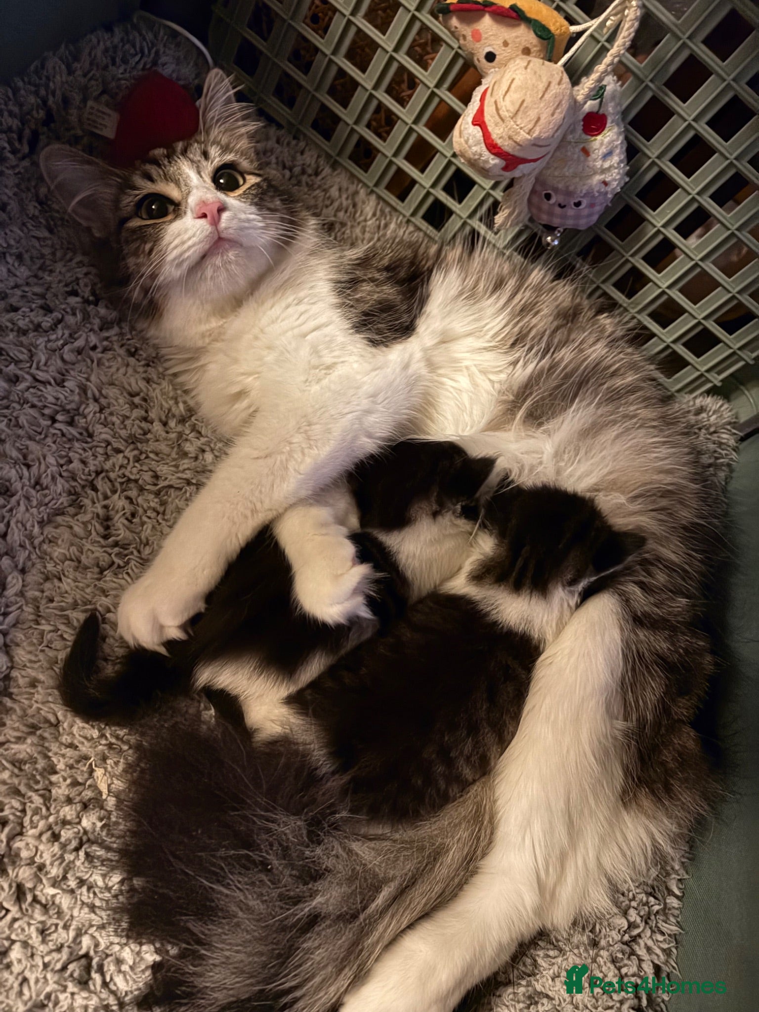Mixed Breed cats Furry 2 girl kittens - Advert 1
