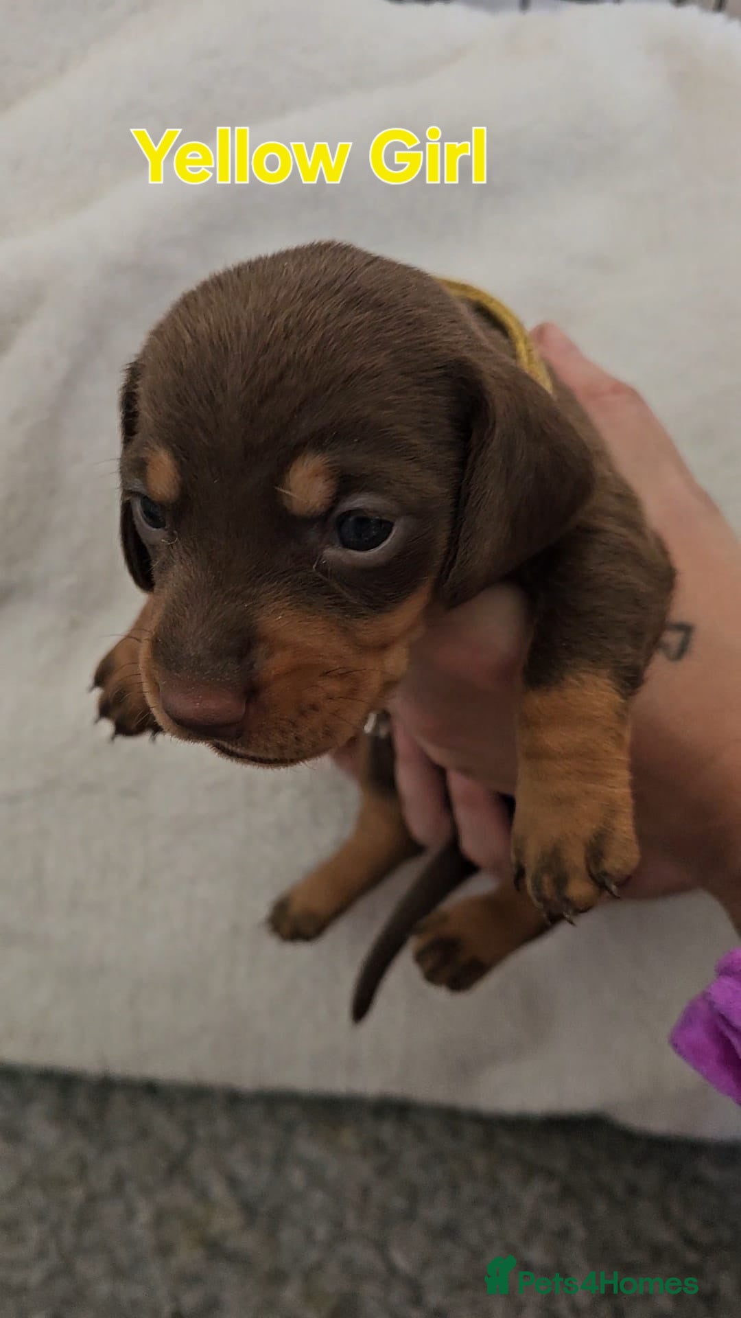 Miniature Dachshund dogs for sale: 4 week old Miniature Dachshunds - Image 29