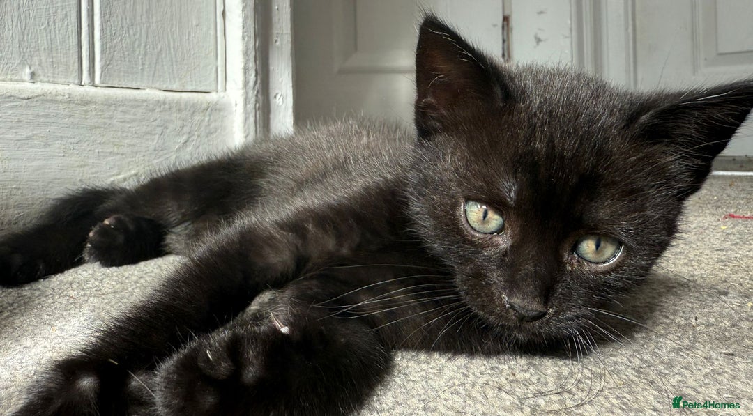 Mixed Breed cats for sale: Two beautiful male kittens  - Image 2