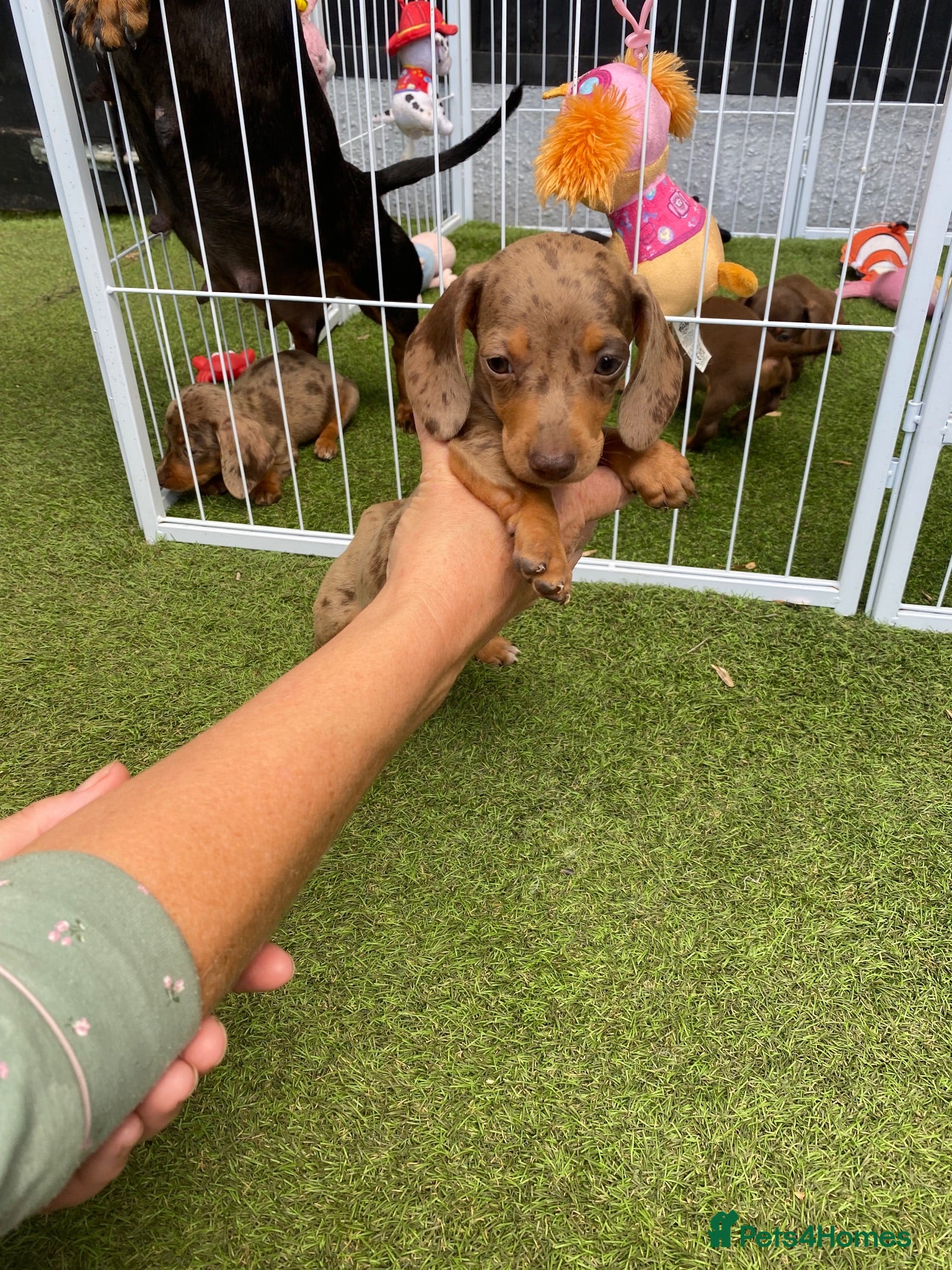 Miniature Dachshund dogs 6 beautiful miniature dachshund  - Advert 7