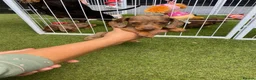 Miniature Dachshund dogs for sale: 6 beautiful miniature dachshund  in Wickford - Advert 1