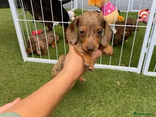 Miniature Dachshund dogs 6 beautiful miniature dachshund - Advert 13