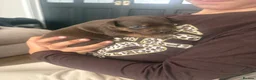 Mixed Breed dogs for sale: Chihuahua x patterdale - Advert 20
