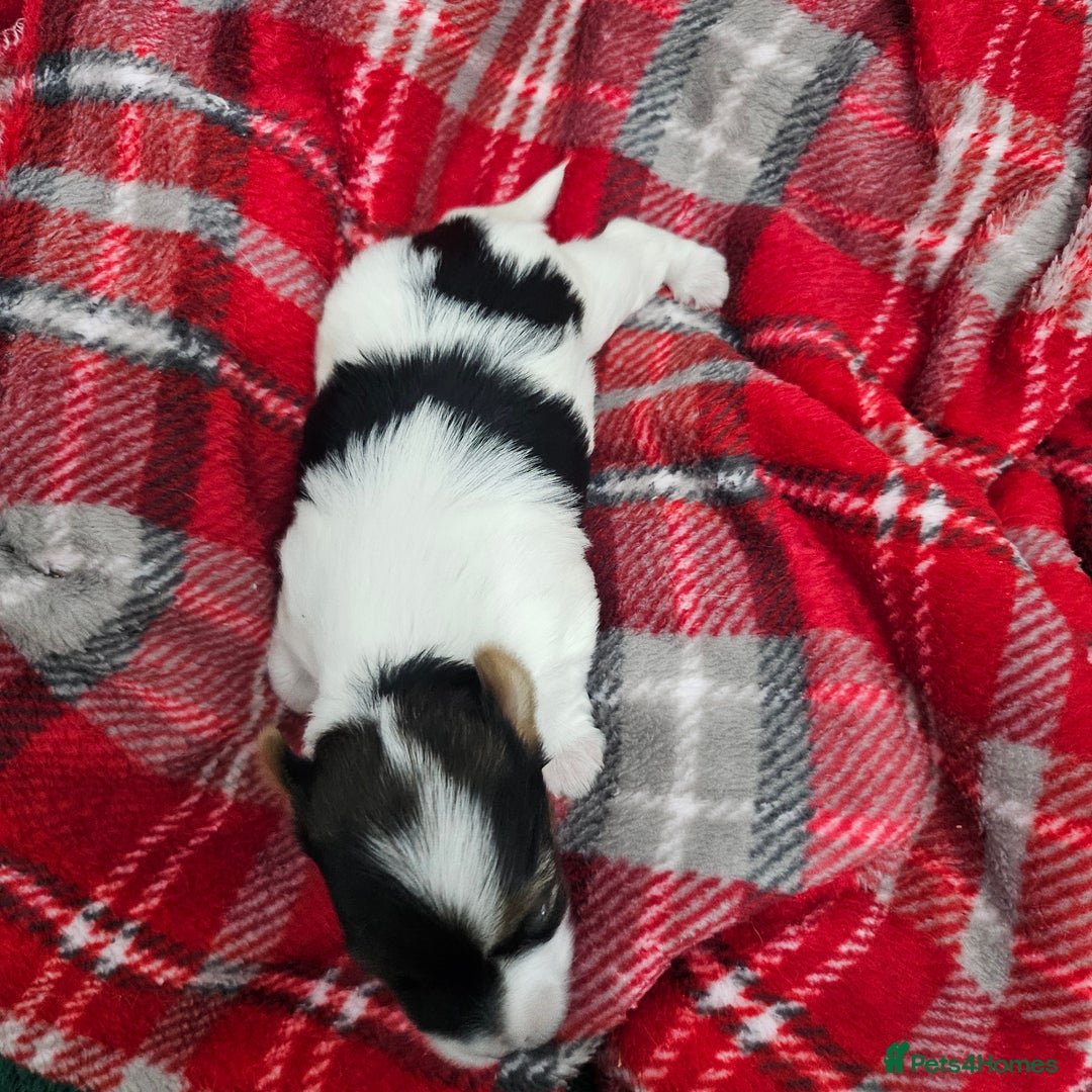 Yorkshire Terrier dogs for sale: Two beautiful Yorkshire Terrier (Biewer) puppies - Advert 6