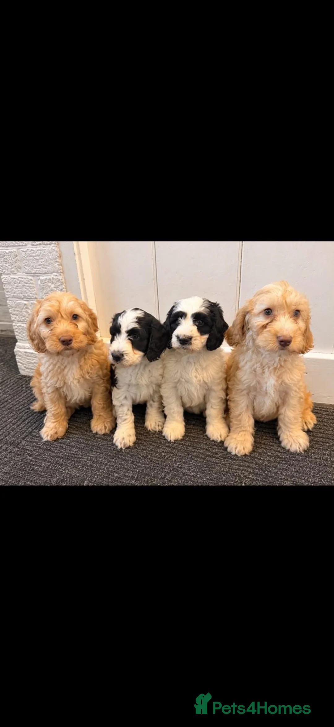 Cockapoo dogs for sale: Ready to leave. 7 beutiful cockerpoo's  - Advert 7