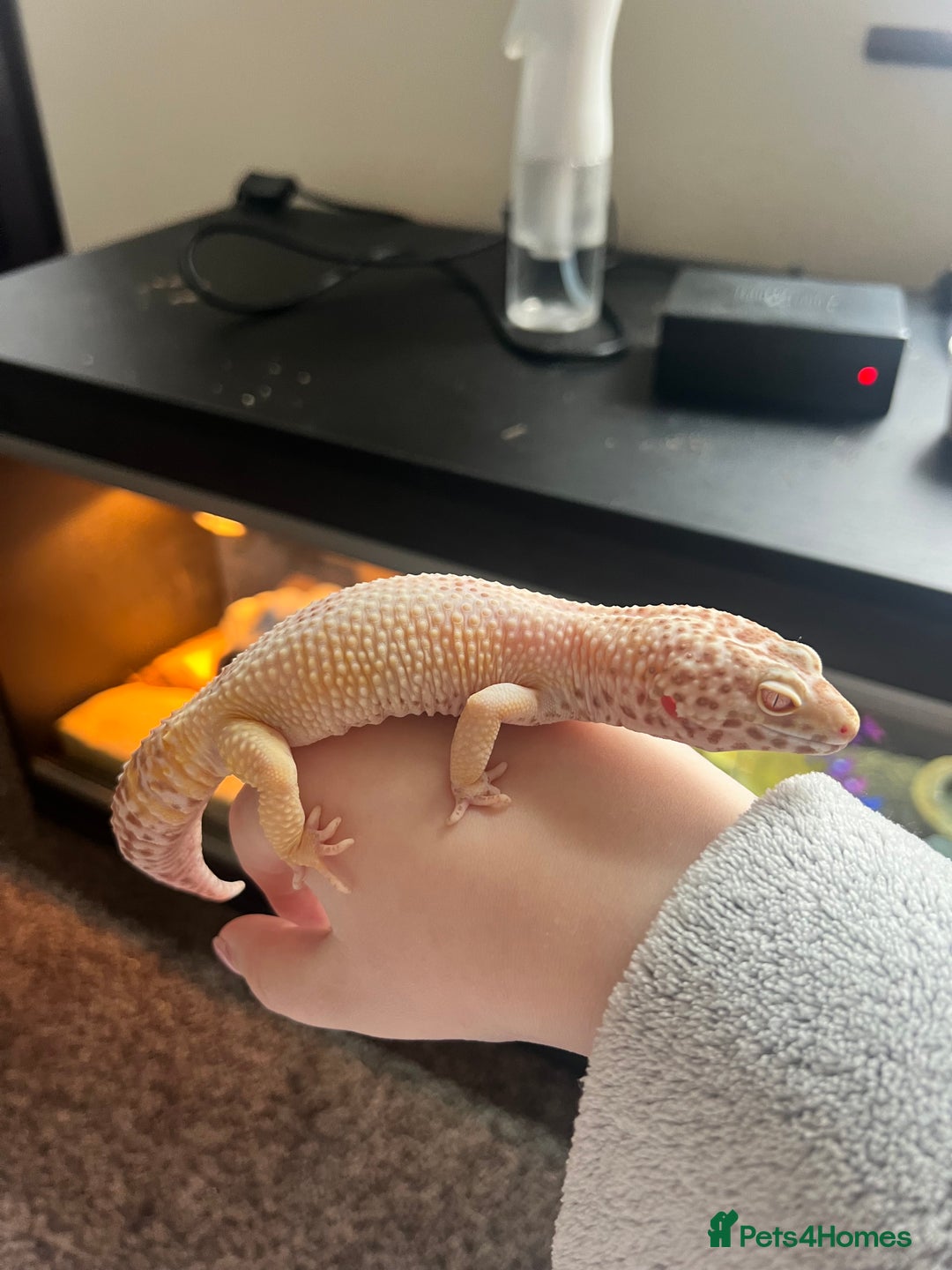 Leopard Gecko reptiles for sale: Zuko and viv - Image 2