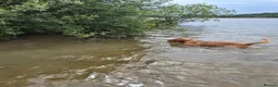 Labrador Retriever dogs for stud: Bruce - Advert 13
