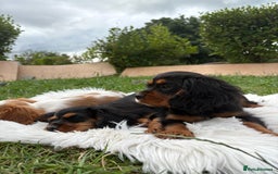 Cavalier King Charles Spaniel dogs for sale: Cavalier King Charles  - Image 1