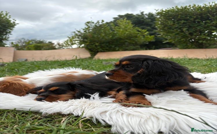 Cavalier King Charles Spaniel dogs for sale - Advert 1
