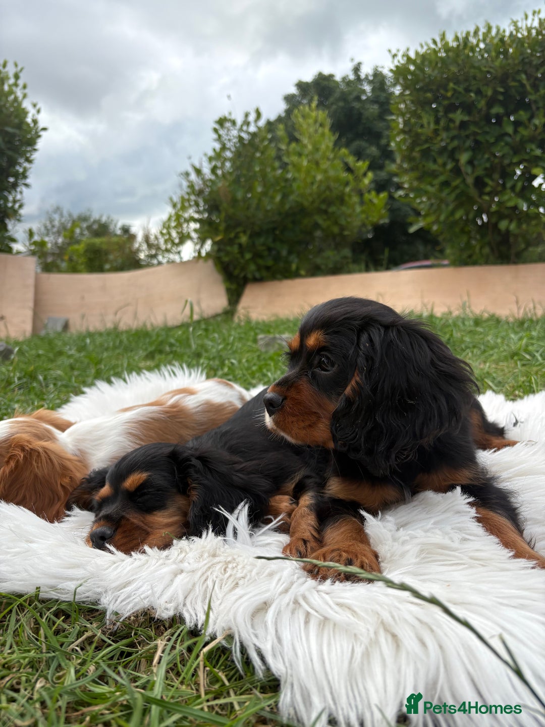 Cavalier King Charles Spaniel dogs for sale: Cavalier King Charles  - Image 1