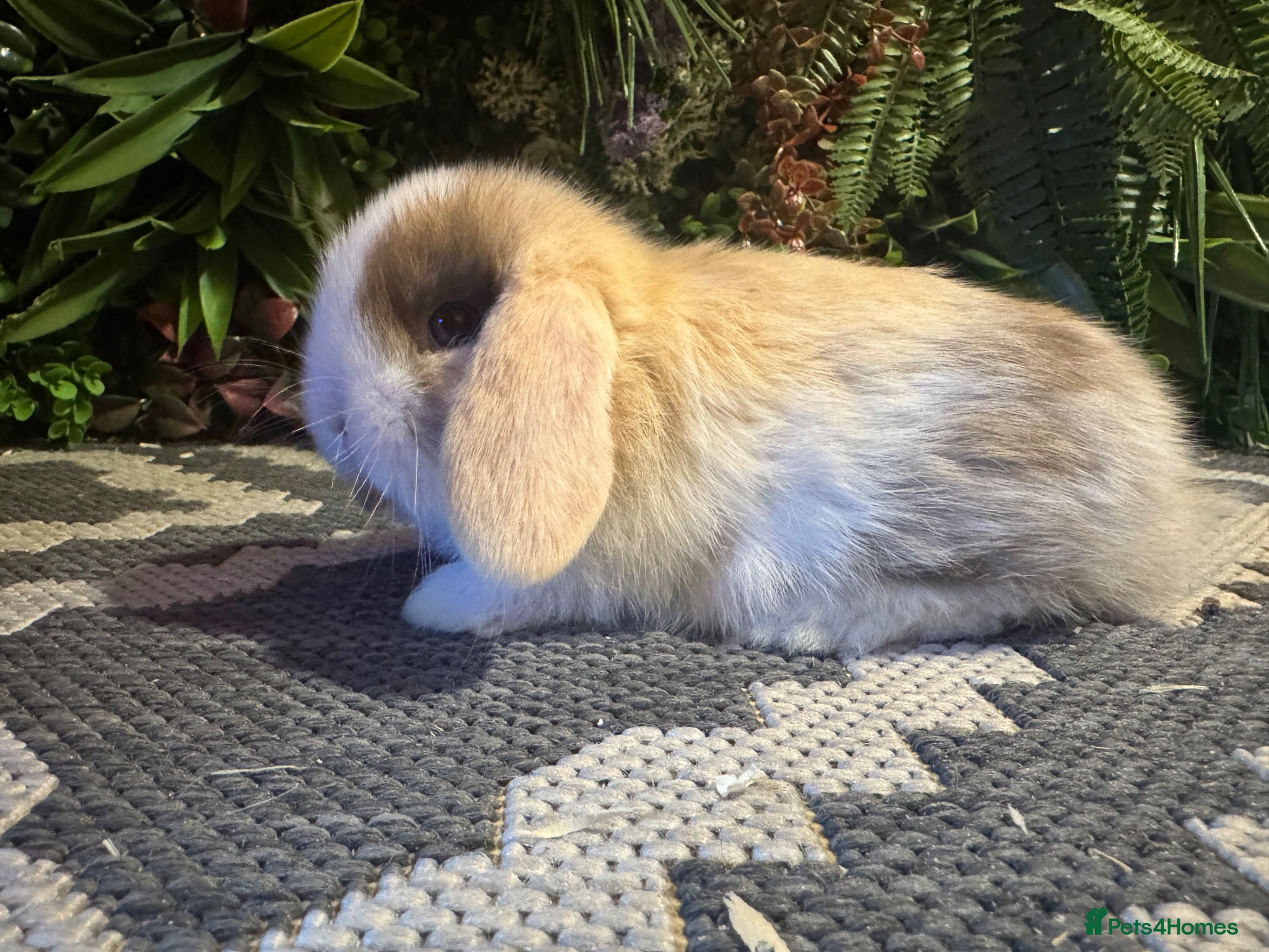 Mini Lop rabbits ⭐️MINI LOPS 1 boy ready to go today  - Advert 2