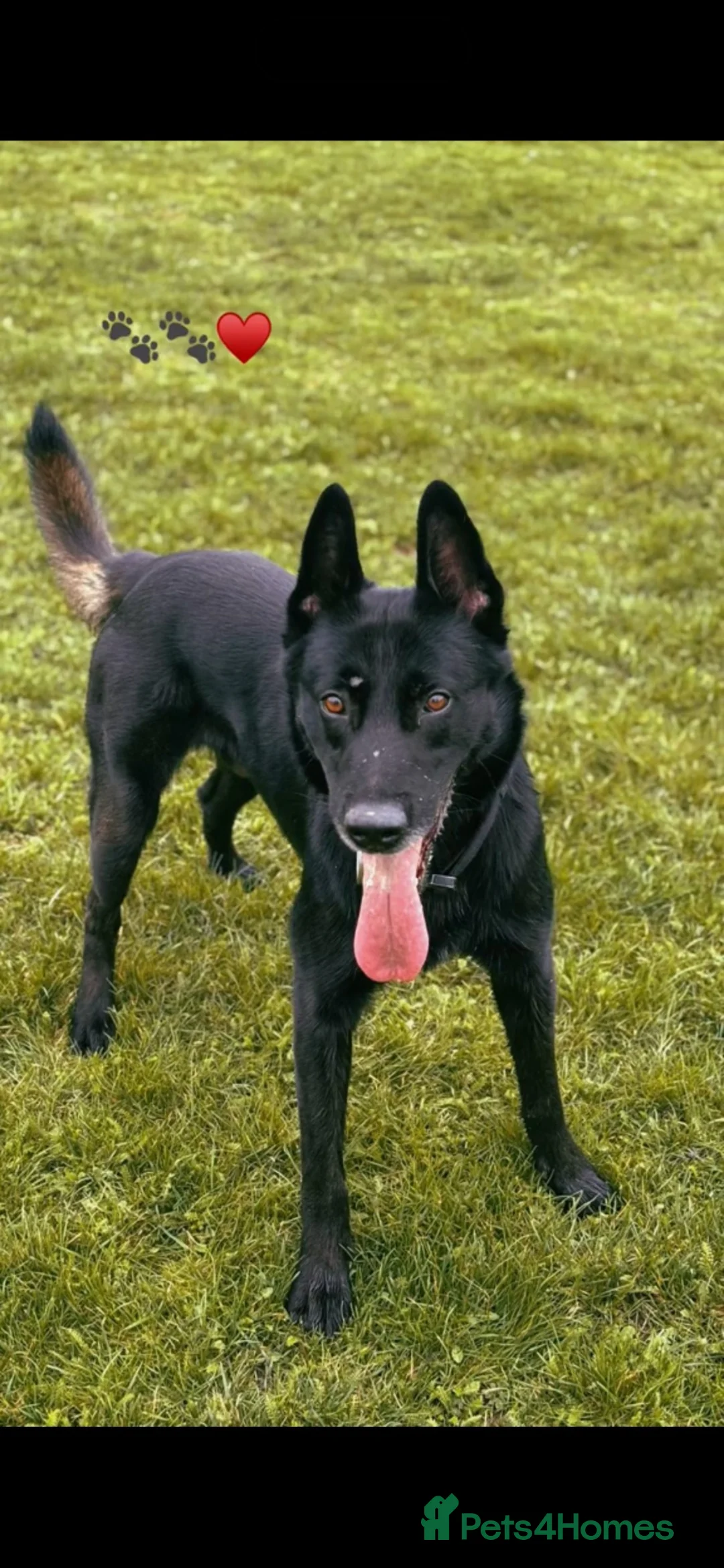 Belgian Shepherd Dog dogs for stud: Belgian Malinois  - Advert 5