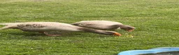 Geese poultry for sale: Russian Tula geese (trio) in Devizes - Advert 10