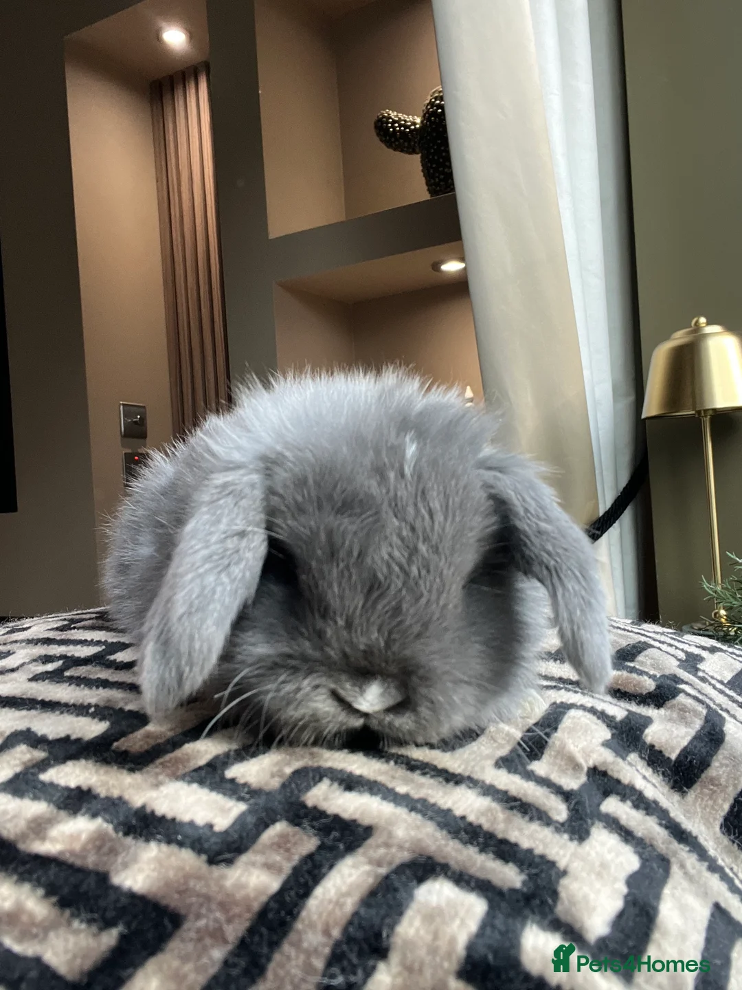 Mini Lop rabbits for sale: Minilop babies available  - Advert 2