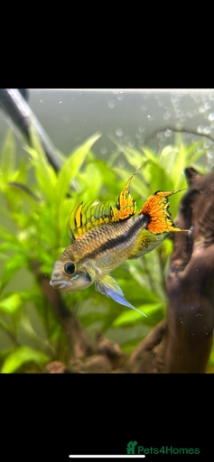 Gallery Image {{count}}