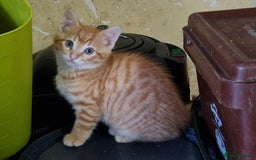 British Shorthair cats for sale: Farm Kittens - Image 5