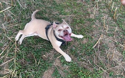 Mixed Breed dogs for sale: Hugo male  - Image 2