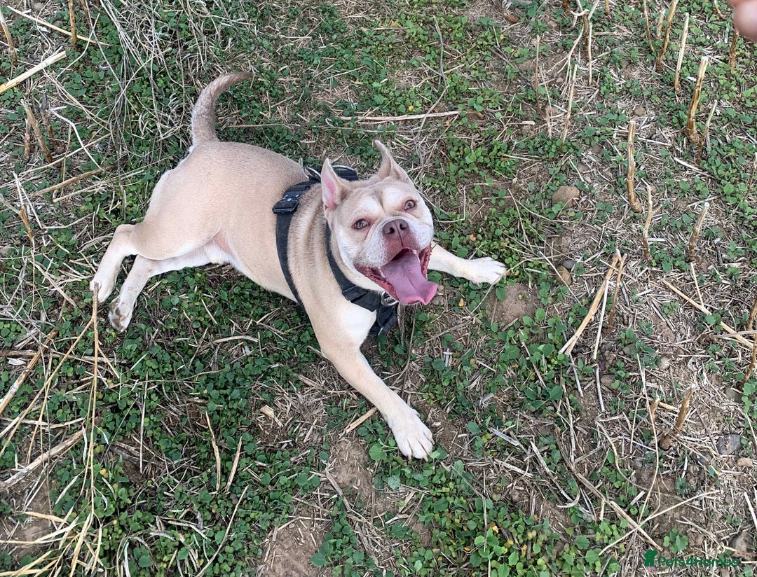 Mixed Breed dogs for sale: Hugo male  - Image 2