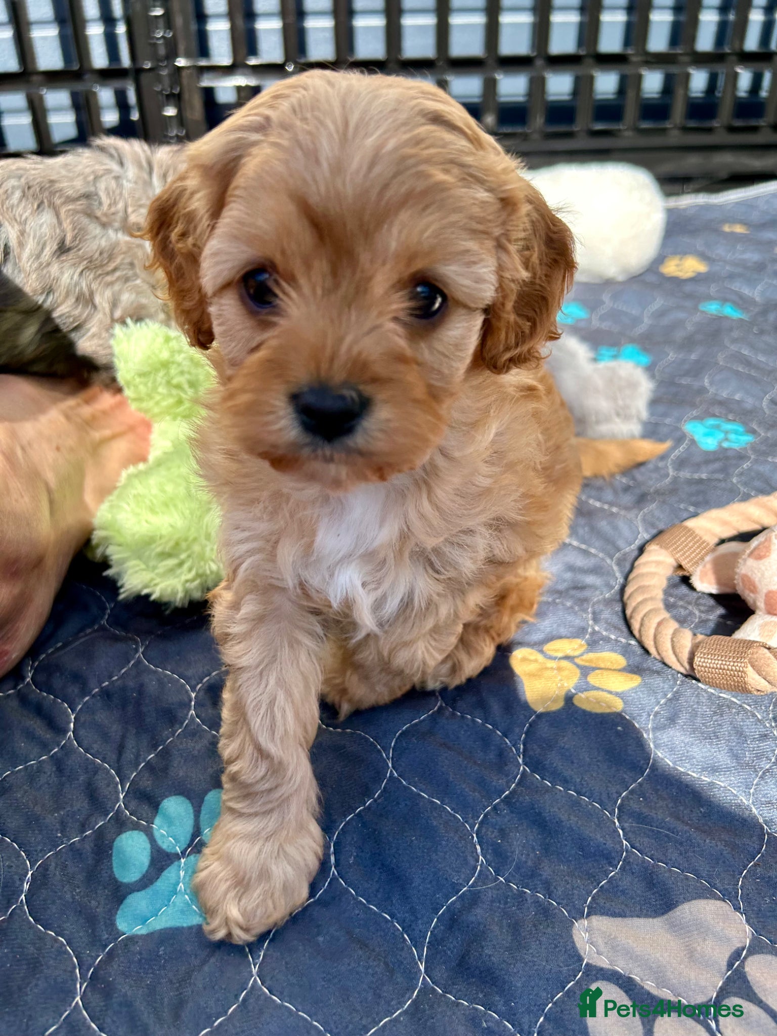 Cavapoo dogs F1 Cavapoo cuties extensively healthtested parents - Advert 1