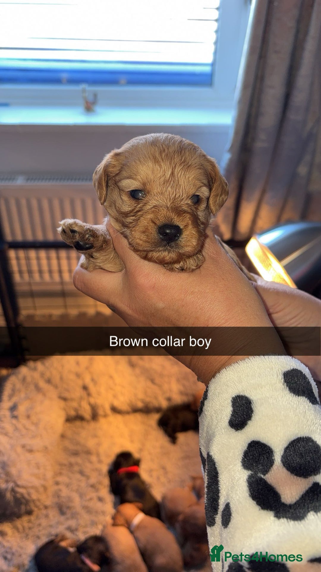 Cavapoochon dogs for sale: Cavapoochon puppies  - Advert 7