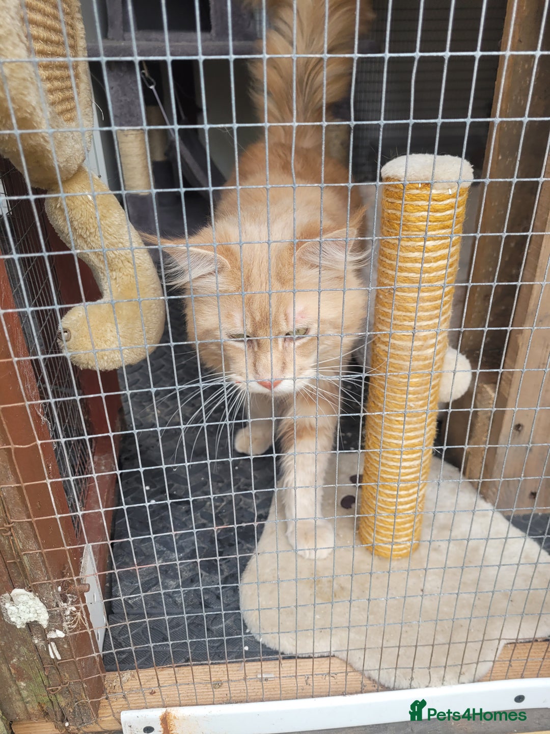 Maine Coon cats for stud: Maine coon  male - Image 1