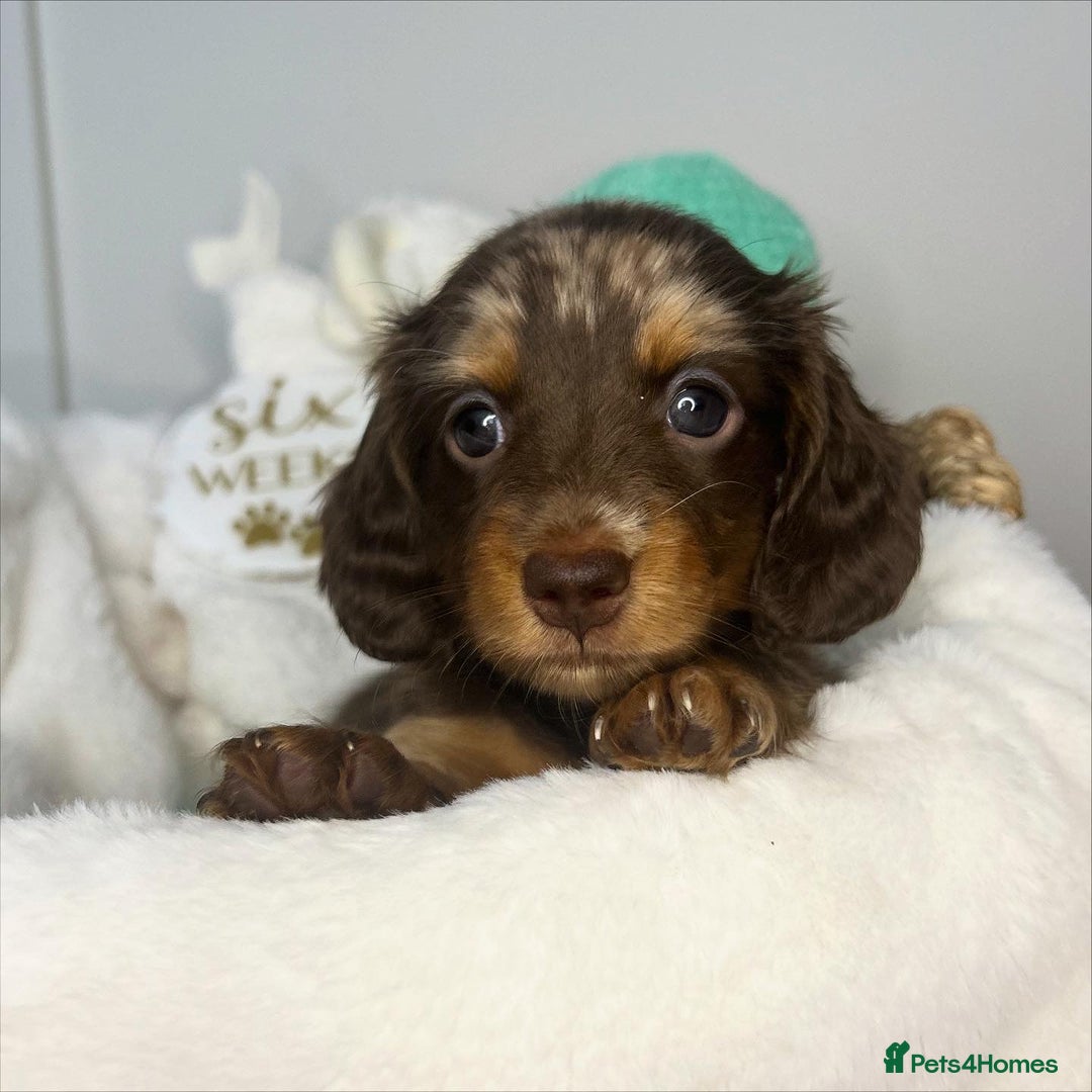 Miniature Dachshund dogs for sale: 🤍🐾 READY NEXT WEEK 🐾🤍 - Image 6