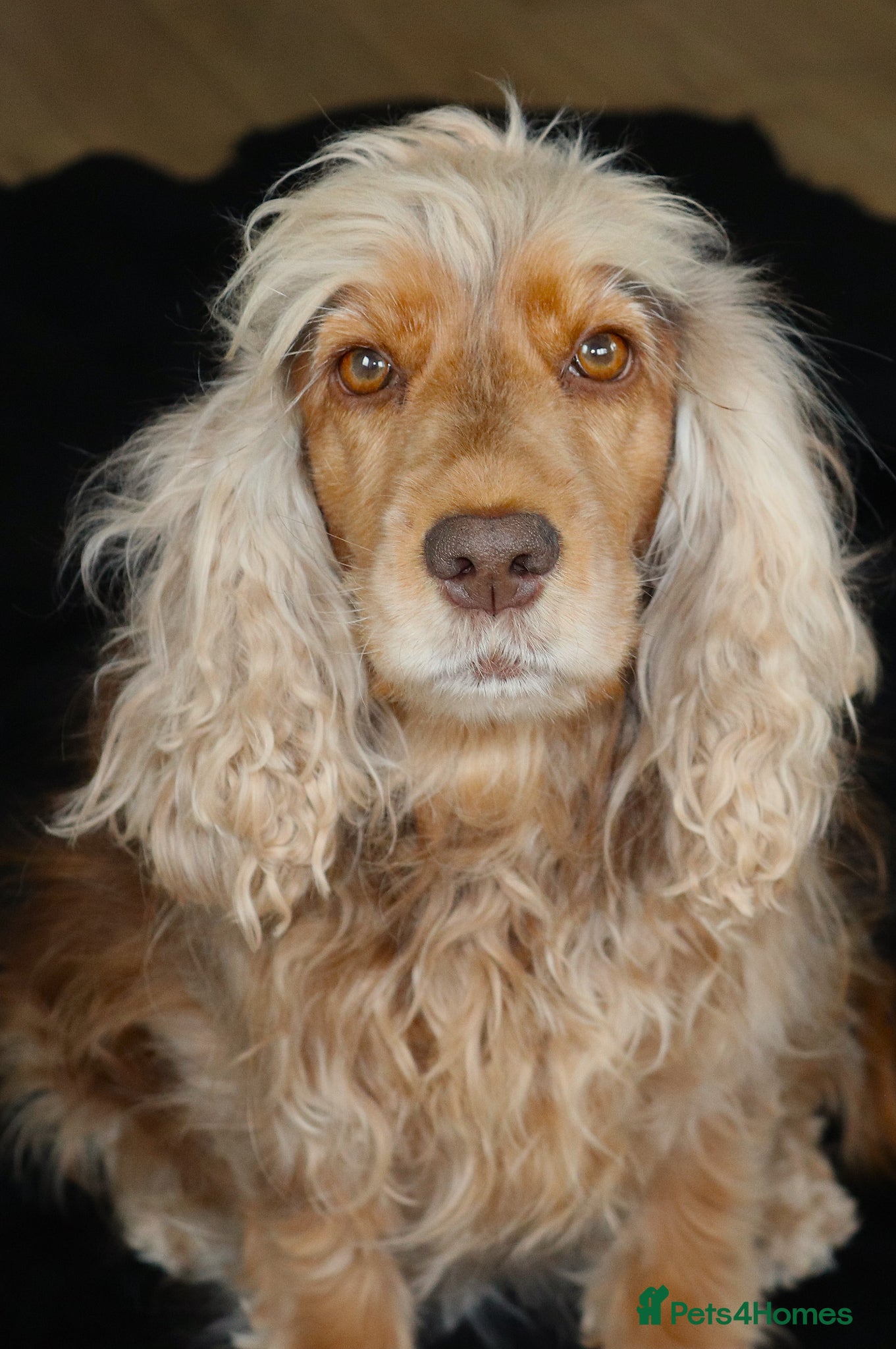 Cocker Spaniel dogs Show Cocker Spaniel - Advert 1