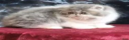 Exotic cats for sale: Stunning exotic/persian kittens - Advert 10