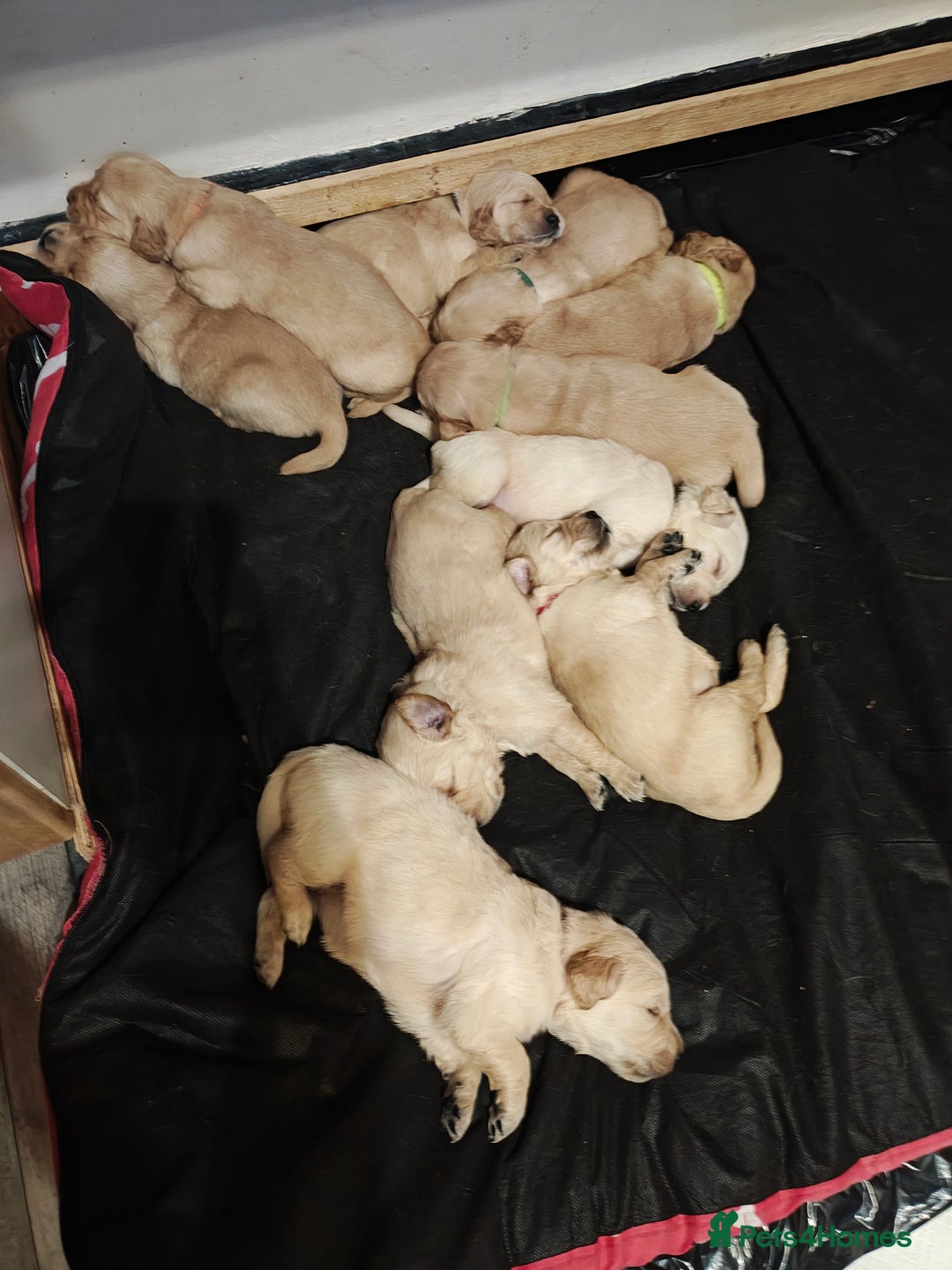 Golden Retriever dogs for sale: 10 Beautiful Golden Retriever puppies  - Advert 3